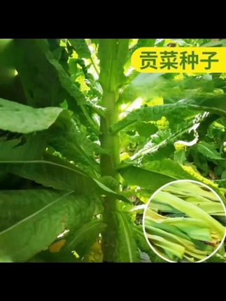 【贡菜种子】四季种植盆栽地栽阳台小院种植 #新鲜蔬菜 #农业 #三农 #自己种的纯天然的绿色蔬菜 #抖音助农扶农