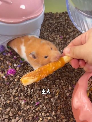 其实小仓鼠并不是偷懒不磨牙,而且有的磨牙棒他们不喜欢 #新手养鼠 #仓鼠 #金丝熊 #养鼠日常分享 #仓鼠磨牙
