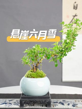 六月雪又叫满天星,开花像下雪一样美丽#六月雪 #六月雪盆景 #花卉绿植 #室内盆栽 #盆景