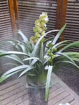 只长叶子不开花,你就给它喷这种水,它能促进花芽分化 #园艺 J