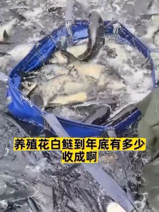#改底#水产养殖 #调水 #鱼虾蟹养殖 #粪硫菌 直接干撒一袋10亩