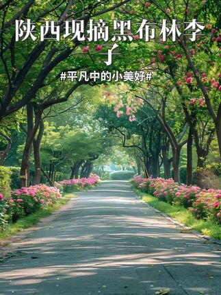 陕西现摘黑布林李子5斤 你看才啥价 当季水果软硬两吃#新鲜应季水果  #黑布林   #超便宜超划算   #水果   #李子