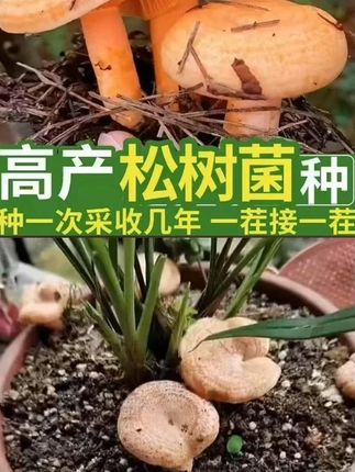 #松树菌 菌种来啦正在大量出菇,种植简单好管理,朋友们赶紧种起来吧!#食用菌 #菌种 #野生菌#在家种蘑菇