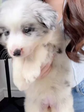 成都边牧犬舍 边牧幼犬 边牧 成都犬舍 陨石边牧 三色边牧 三色陨石边牧 蓝白色边牧 丁香色边牧 貂色边牧 金色边牧 巧克力色边牧 黑白边牧 #边牧 #成都边牧 #边牧犬舍 #宝哥聊边牧#边牧幼犬