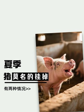 35度高温,猪时不时莫名的挂一两头?那是你两方面没做好 #养猪 #养猪技术 #猪病防控 #夏季养猪 #猪场管理