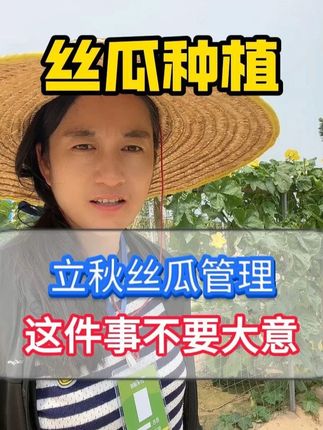 立秋后丝瓜管理 #丝瓜种植 #丝瓜管理 #丝瓜高产 #丝瓜种植技术 #丝瓜