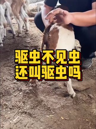 寄生虫克星来了!拌料饮用两用驱虫剂实测效果 #养牛技术  #动物保健  #畜牧养殖
