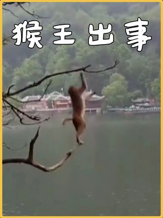第一集,《猴王出事》 #一代人有一代人的动物世界 #搞笑动物解说 #动物世界
