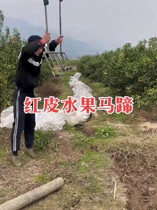 新鲜马蹄荸荠地栗现挖带泥3斤5斤9斤送削皮刀顺丰京东包邮 #快来一起尝个鲜 #马蹄荸荠 #马蹄的神仙吃法 #马蹄的吃法与功效