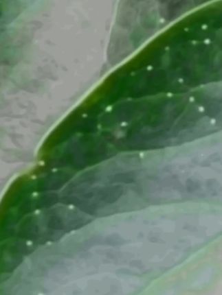 切菜器豆角切丝器家用蔬菜大葱多功能四季豆不伤手芹菜削皮刀#切丝器#豆角切丝器#家用切丝器#多功能切丝器#削皮器