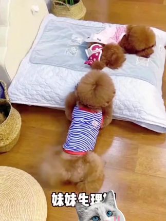 狗狗生理裤母狗尿不湿宠物一次性安全生理防公狗骚扰裤+试用1片#狗狗生理裤 #母狗尿不湿 #宠物生理期 #一次性用品 #防骚扰