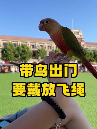 带鹦鹉出门一定要带放飞绳。#鹦鹉 #放飞绳 #日常vlog #鹦鹉鹦鹉萌萌哒逗鹦鹉 #手养鸟日常