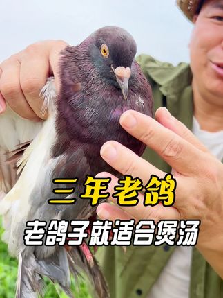三年深山老土鸽你收到就知道是真材实料 #老鸽子#鸟类#美食#煲汤