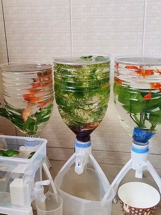 家用客厅小型鱼缸创意鱼缸水族箱纯净水桶改造生态养鱼缸桌面鱼缸 #桌面鱼缸  #自制鱼缸  #创意鱼缸  #矿泉水桶养鱼  #生态养鱼缸