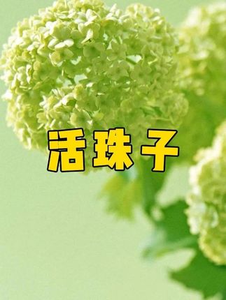 活珠子的做法丰富,煎炸烹煮都可以,口感鲜嫩爽口,吃了还想吃#活珠子 #活珠子毛蛋 #毛蛋 #小吃