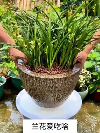 法滋园【兰花爆根剂】多箭催花延花期治黄叶焦尖专用液体有机活菌 法滋园【兰花爆根剂】多箭催花延花期治黄叶焦尖专用液体有机活菌肥#花卉绿植 #爱生活爱养花 #种植小技巧 #我的花花草草🌸🌸 #园艺生活