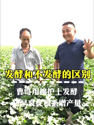 棉护士发酵,我们已经5年了,田间发酵效果还可以,性价比比较好 #棉农#陆俊吉#农多收 我们在英吉沙示范田间看到很多农户已经认可了