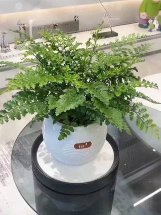 【植物旅行专属】吉姆蕨盆栽室内好养水养耐阴观叶水培植物盆栽绿植#吉姆蕨 #水培植物#吉姆蕨盆栽 #盆栽绿植 #花卉绿植
