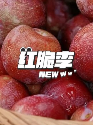 四川阿坝州汶川茂县脆红李脱骨李子脆甜多汁爽口肉厚爽脆新鲜 #李子 #脆李 #红脆李 #水果 #水果美食