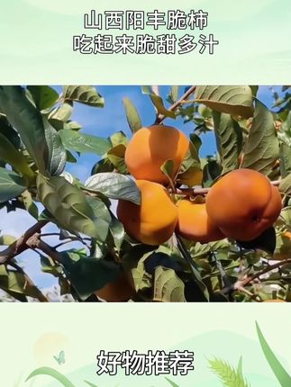 山西阳丰脆甜柿子终于上市了,去年吃过一次 馋了一整年!吃起来脆甜多汁 一口下去嘎嘣脆!刚收到吃了5个 真的好吃哭了 #阳丰脆柿 #脆柿子 #柿子 #脆柿子好吃 #新鲜应季水果 y