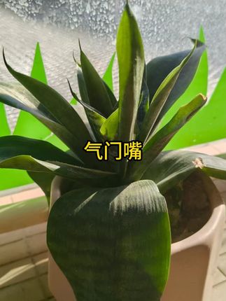 【100颗】包邮真空胎气嘴PVR50/60/70嘴子气门嘴电动车摩托车 #电动车维修气门嘴 #电动车气门嘴 #修车气门嘴