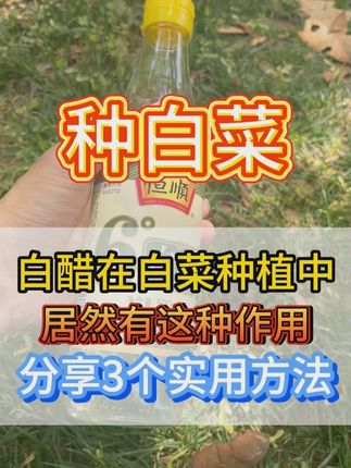 #白菜种植 #白菜增产 #白菜管理 #三农