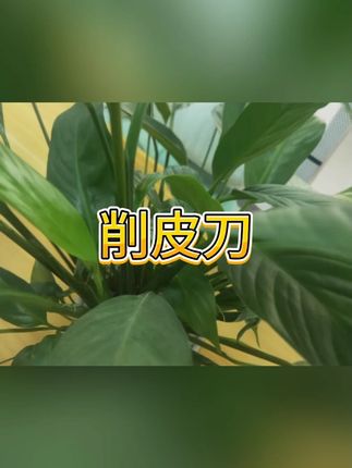 不锈钢削皮刀多功能锋利 #削皮刀 #厨房神器 #去皮工具