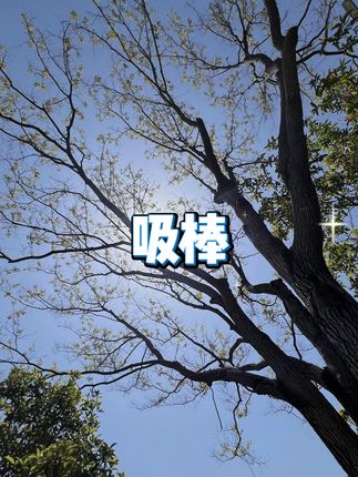 果味吸棒烟嘴 #清新薄荷 #便携神器 #汉宫同款