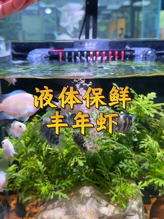 液体保鲜丰年虾,高蛋白高营养,鱼儿爱吃蹭蹭蹭的长#丰年虾 #鱼粮 #养鱼日记 #液体保鲜丰年虾