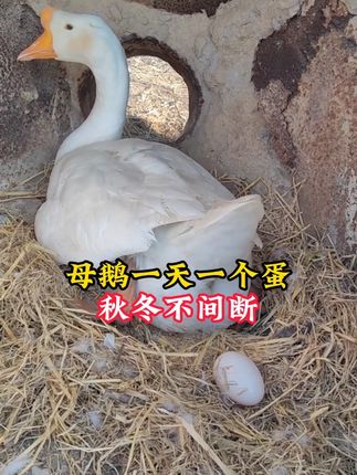 #养鹅 #养鹅人 #养鹅专业户 #养鹅技术 #雄牧旦乐乐