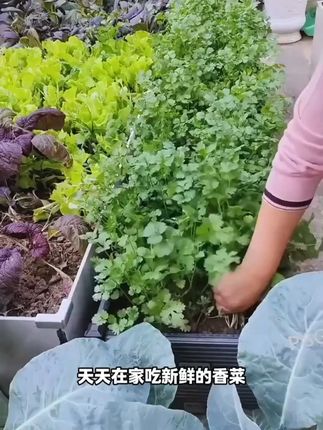 喜欢吃香菜的,试试这个香菜新品种吧!它四季都能种,比普通香菜提前半个月采收,香菜味浓郁 ,种植也简单,撒上种子浇水就可以,自己种点又新鲜#香菜种子 #在家种菜 #蔬菜种子 #香菜