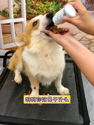 其实喂狗吃药真的不用这么麻烦,用这个一秒即可轻松喂药#狗狗 #宠物喂药器 #萌宠好物 #喂药神器