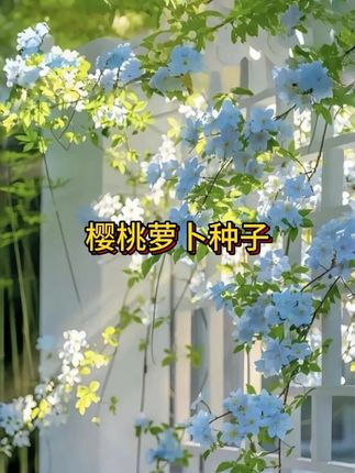 #樱桃萝卜种子 #甜脆水果萝卜种子 #樱桃小萝卜种子#抖音美好丰收节 #男士神仙单品 #在抖音入手的好东西 #无限回购的宝藏单品