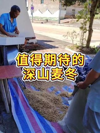 值得期待的深山麦冬! #深山麦冬 #农村生活 #收货 #新农人