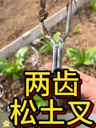 手持两齿松土叉# 专利产品违者必究 #不锈钢铲 #种地养花松土除草