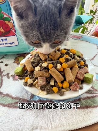 一袋猫粮,7种冻干,排毛 美毛 长肉 发腮,巨省钱 #猫粮 #猫粮推荐 #猫粮推荐性价比高排行榜 #猫粮测评 #冻干
