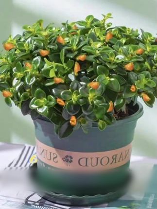 金鱼花盆栽花卉植物室内花四季常青开花美观挑选盆景植物客厅桌面