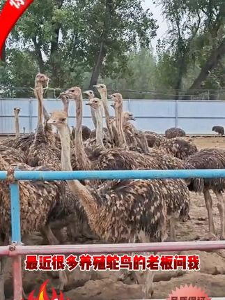 【华鸵云社】鸵甚康混合型畜牧添加剂液态牛磺酸鸵鸟养殖精品饲料#鸵鸟#鸵鸟养殖