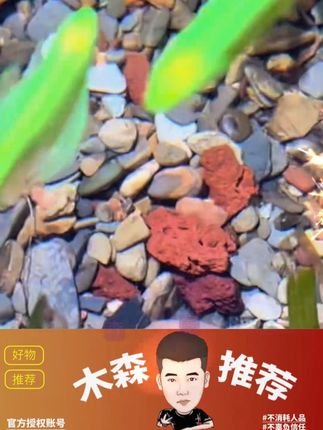 古法养鱼造景鱼缸底砂火山石溪流石套餐材料水草装饰沙子铺底颗粒#火山石 #溪流石 #古法养鱼 #鱼缸造景 #生态缸