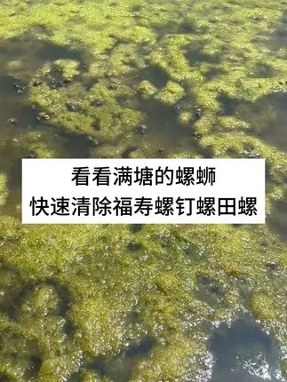 鱼塘福寿螺不断用上这个灭螺净#水产养殖 #鱼虾蟹养殖 #灭螺行动 #福寿螺的危害有多大 #高密度养殖