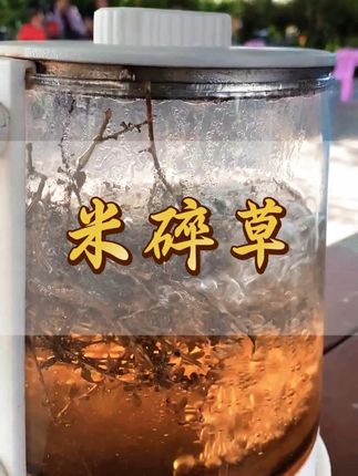 米碎草也可以煮鸡蛋 #潮汕青草文化
