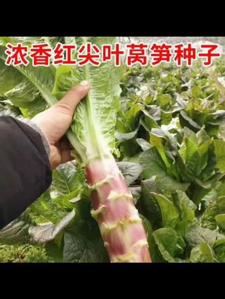 四季红尖叶红皮莴笋种子香丝红耐高温耐寒香蔬菜种子大全莴苣种籽 #纯天然绿色蔬菜 #抖音助农 #优质农产品 #自己种的纯天然的绿色蔬菜