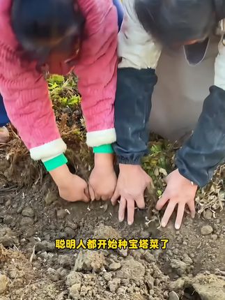 这个神奇的蔬菜你吃过吗 室内室外有块空地花盆,你也种上吧!#宝塔菜 #宝塔螺丝菜 #地蚕草 #地环菜