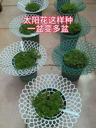 草莓花支架子托盘园艺用品家庭种植架太阳花盆栽苗防腐烂果实支撑#草莓花支架 #园艺用品 #盆栽支撑 #防腐烂 #太阳花