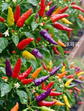 明明是辣椒,却长得比花还好看! #五彩椒 #种子种苗 #农业种植