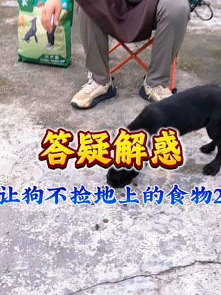 怎样不让狗狗在地上捡东西? 中级版,训犬师亲自教学 怎样不让狗狗在地上捡东西? 中级版,训犬师亲自教学 #训犬师阿金 #养宠知识 #训犬知识 #养宠常识 #宠物知识