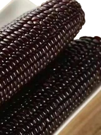 (试吃3根)2025年东北头茬香甜黑糯玉米整箱10根包装#玉米 #糯玉米 #黑玉米 #黑糯玉米 #东北玉米