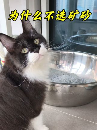 为什么很多养猫人都不选矿砂? #养猫经验分享 #矿砂 #矿砂猫砂推荐 #猫砂