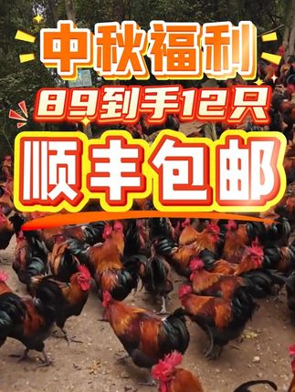 中秋福利,89到手12只正宗九斤红,顺丰包邮,包活到家 #养鸡 #生态散养土鸡 #家禽 #山村散养鸡 #创业养鸡