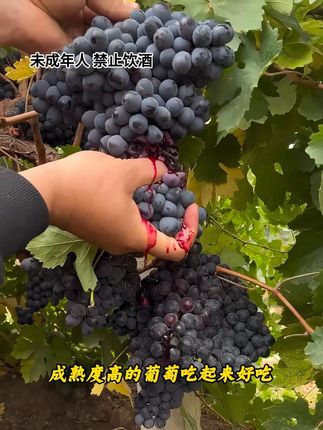 许华升力荐的这款路易普朗干红葡萄酒, 价格实惠 两百以内就能买到9瓶原箱发货 #许华升#红酒#葡萄酒#干红葡萄酒#好喝不贵